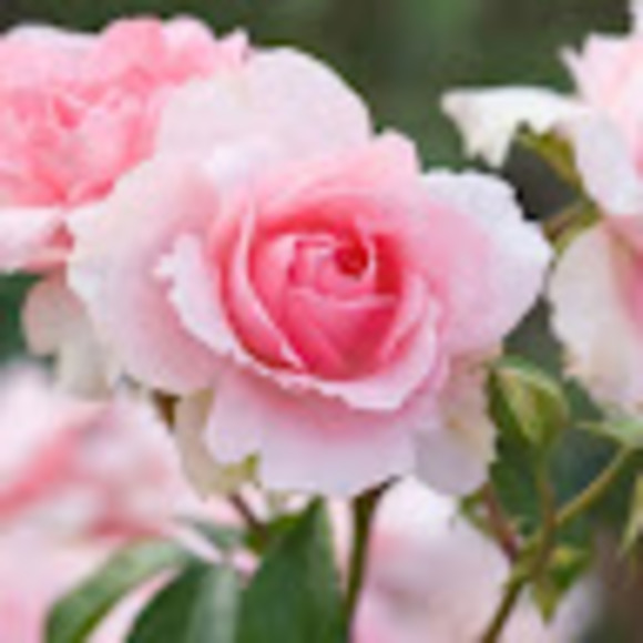 karen8675309you